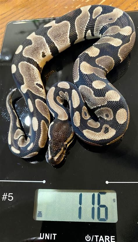 luxor albino|Male Jolliff Tiger, Enchi, Albino – luxor reptiles.